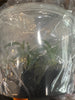 Flask Schoenorchis brevirachis