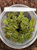 FLASK Macodes sanderiana v. lineatus  JEWEL