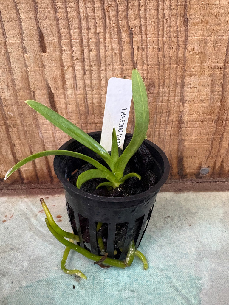 Vanda ustii