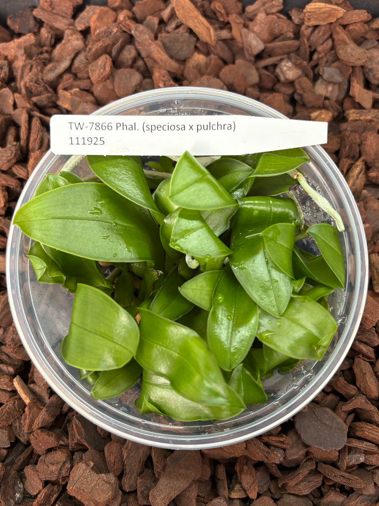 Flask Phal. (speciosa x pulchra)