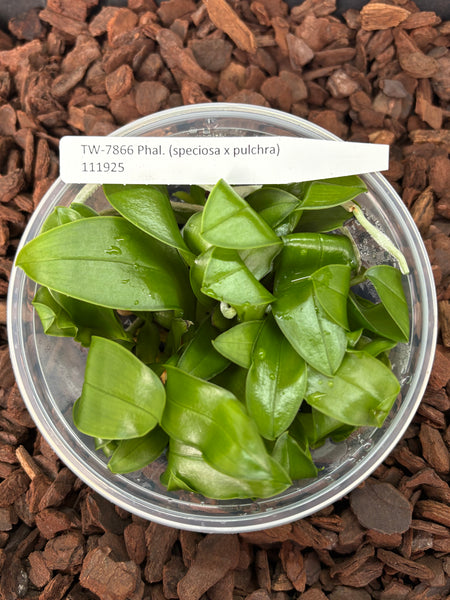 Flask Phal. (speciosa x pulchra)