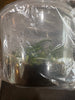 Flask Tuberolabium quisumbingii