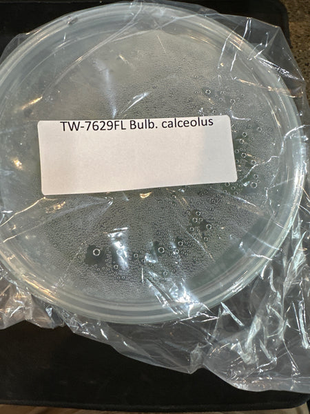 Flask Bulb. calceolus