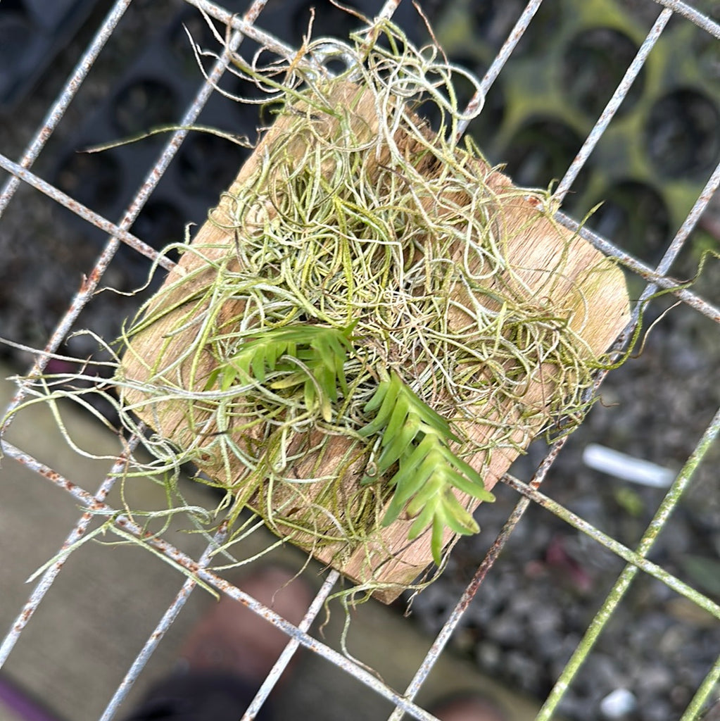 Lockhartia goyazensis