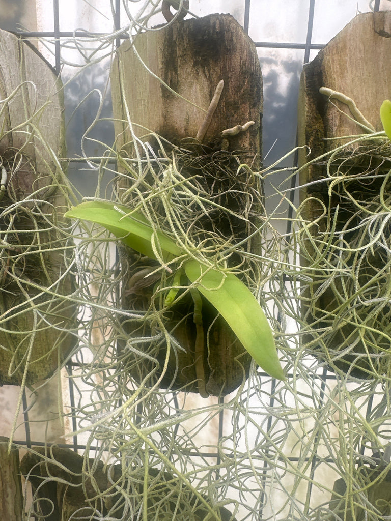 Amesiella Snow White x Macropodanthus cootesii