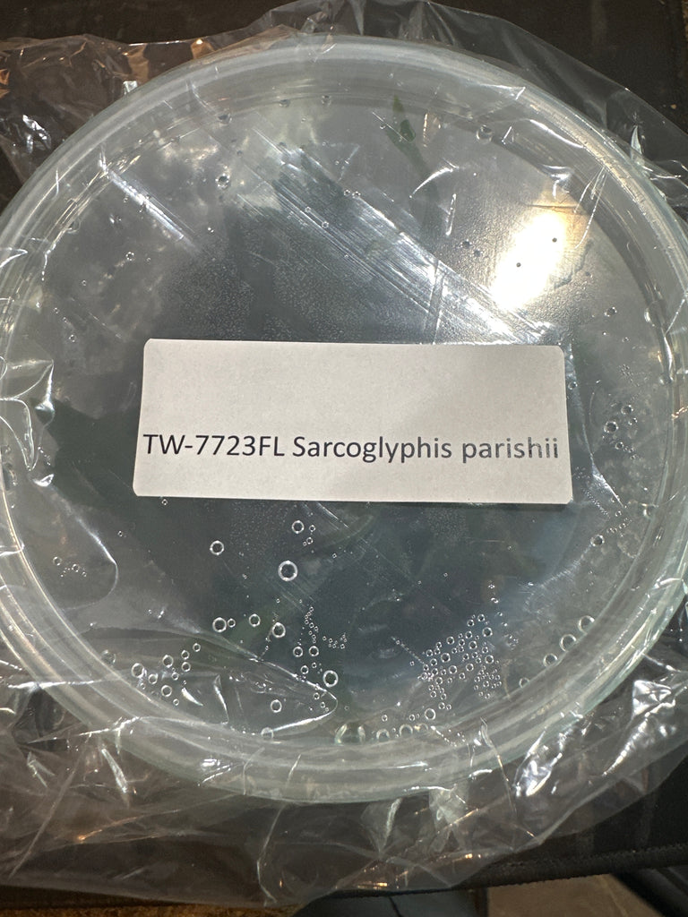 Flask Sarcoglyphis parishii