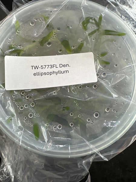 FLASK Dendrobium ellipsophyllum