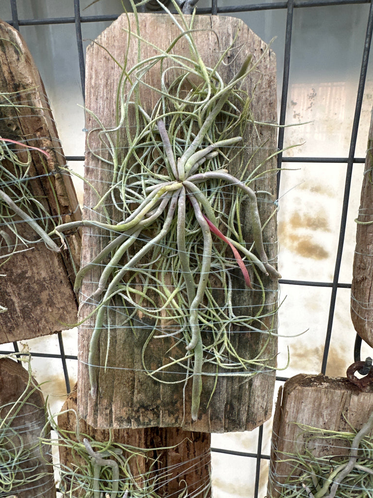 Chiloschista usneoides