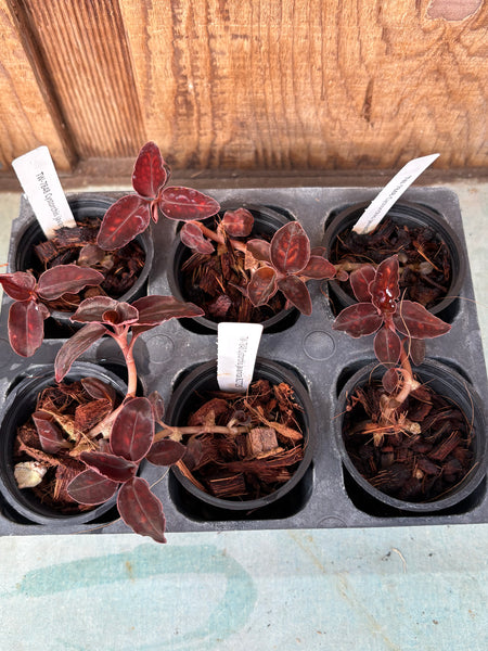 Jewel Orchid Cystorchis javanica 6 Pack