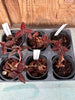 Jewel Orchid Cystorchis javanica 6 Pack