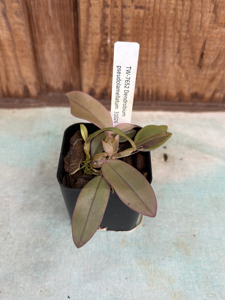 Den. pseudolamellatum