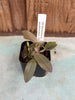 Den. pseudolamellatum