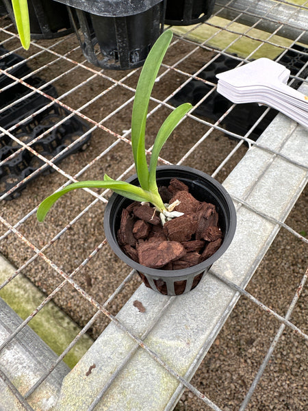 Angraecum (magdalene x praestans)