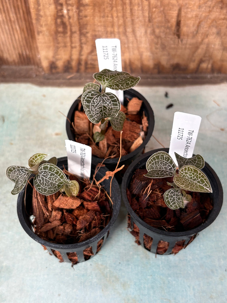 Anoectochilus sikkimensis JEWEL ORCHID