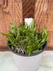 COMPOT Epidendrum tridens