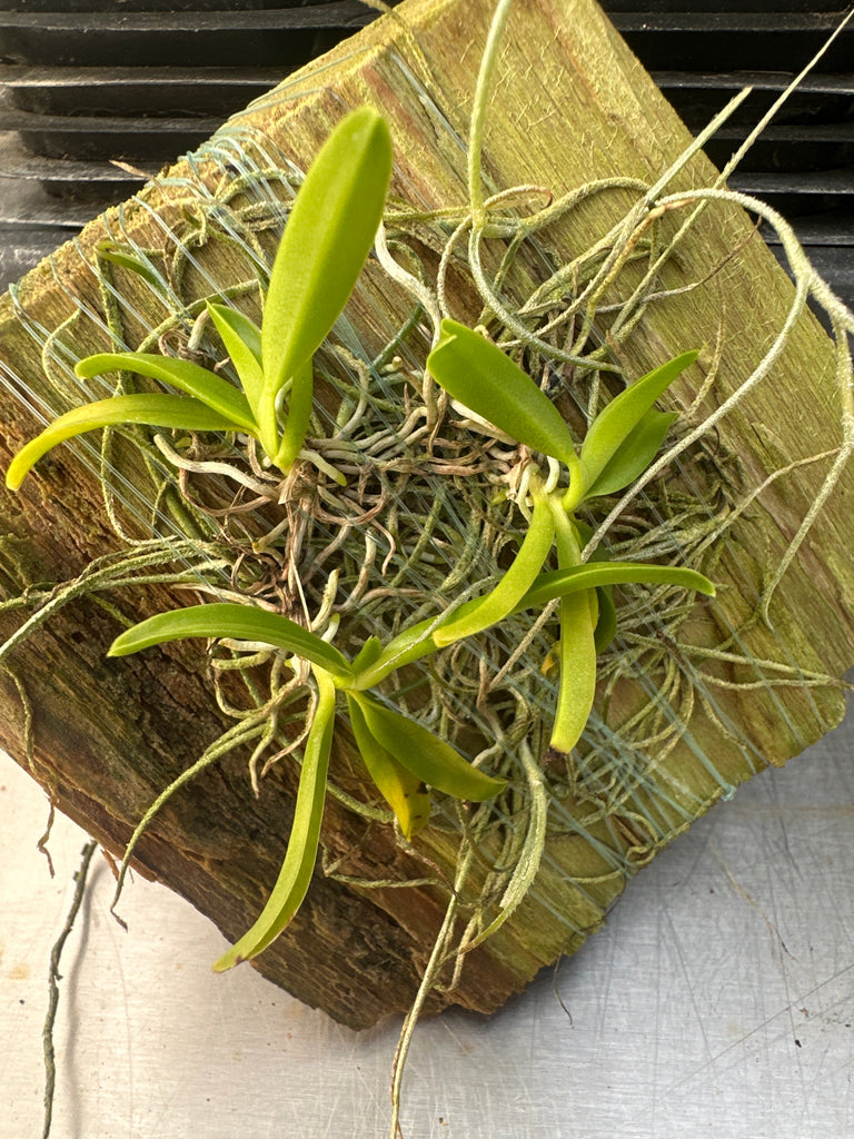 Thrixspermum merguense