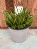 COMPOT Jumellea arachnantha