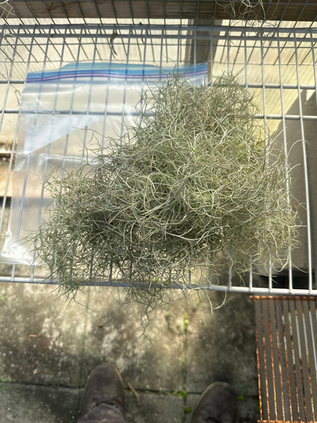 Spanish moss — live