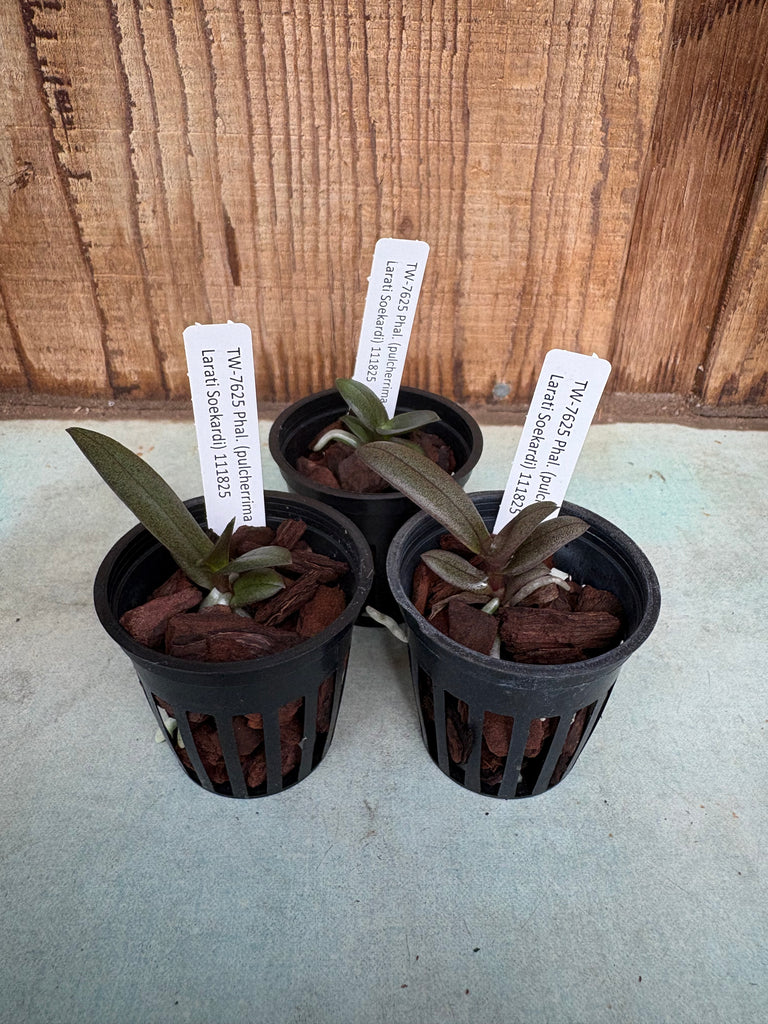 Phal. (pulcherrima x Anna-Larati Soekardi)