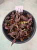 Oeceoclades roseo-variegata COMPOT