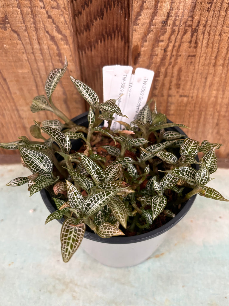COMPOT Goodyera hispida  JEWELS