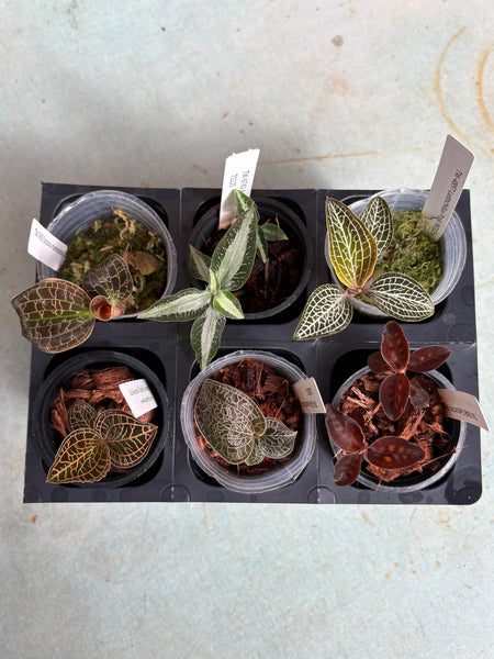 Jewel Orchid 6 Pack Sampler