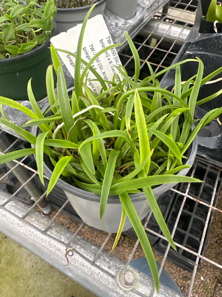 COMPOT—(Slc. Bright Angel x L. Briegeri) x B. Cucullata