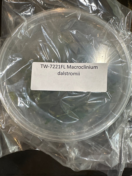 Flask Macroclinium dalstromii