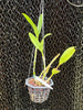 Cattleya aurantiaca