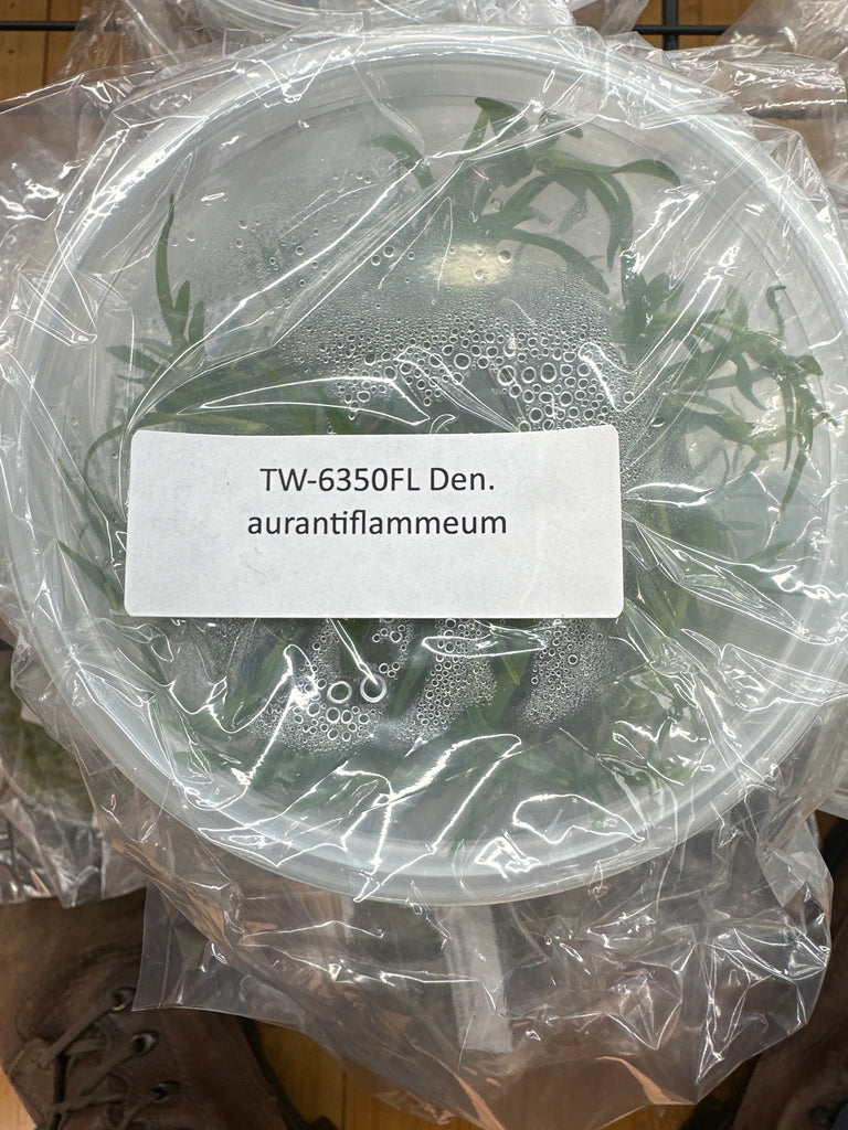 Flask Den. aurantiflammeum