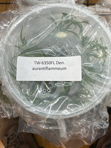 Flask Den. aurantiflammeum