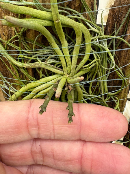 Chiloschista usneoides