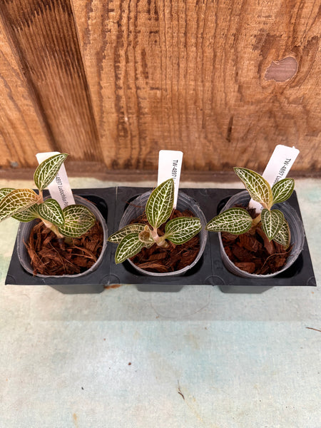 JEWEL ORCHID 3 pack Ludochilus Poly