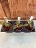 JEWEL ORCHID 3 pack Ludochilus Poly