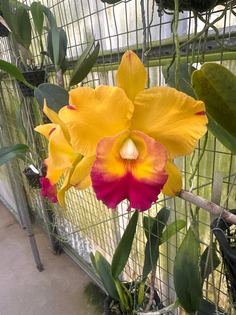 Rlc. Yu-Toung Moon