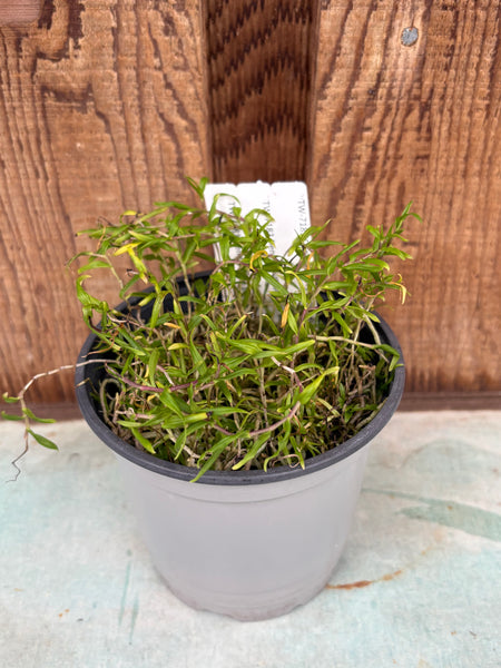 COMPOTS — Den. papilio