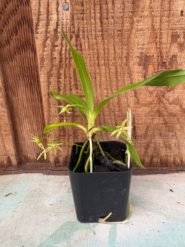 Angraecum calceolus