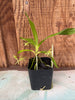 Angraecum calceolus