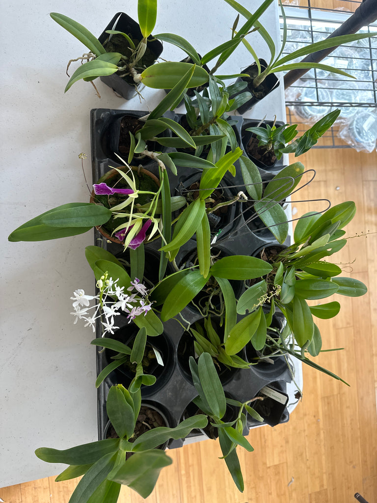 18 Auction  Plants