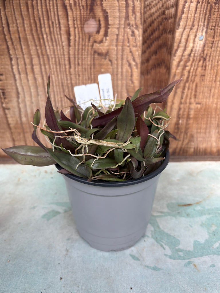 COMPOT - Den. pseudolamellatum