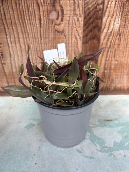 COMPOT - Den. pseudolamellatum