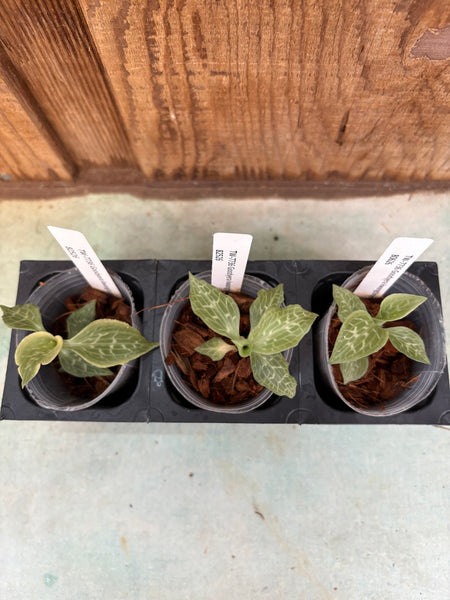 Goodyera kwangtungensis JEWEL Orchid 3 Pack