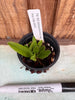 Bulbophyllum fascinator fma. aba
