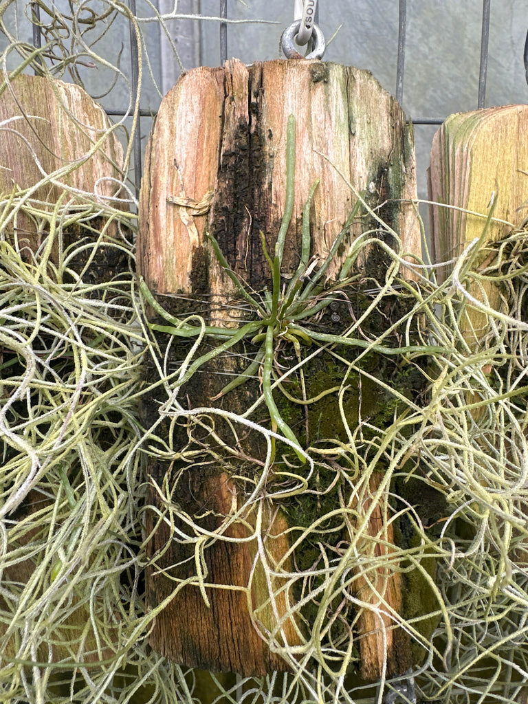 Taeniophyllum sp (Irian Jaya)