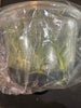 Flask Clowesetum Penang Waltz