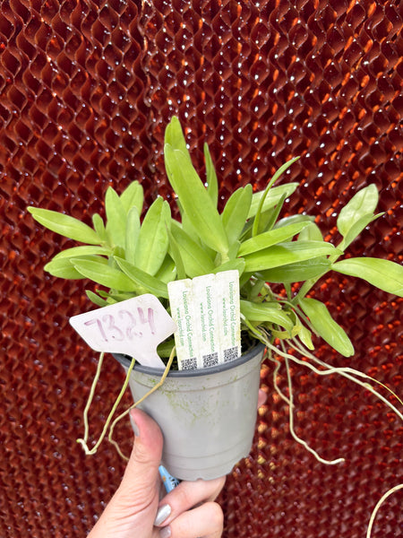 COMPOT Angraecum (eichlerianum x birrimense)