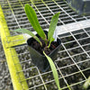 Cattleya bowringiana var. semi alba