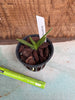 Vanda tricolor