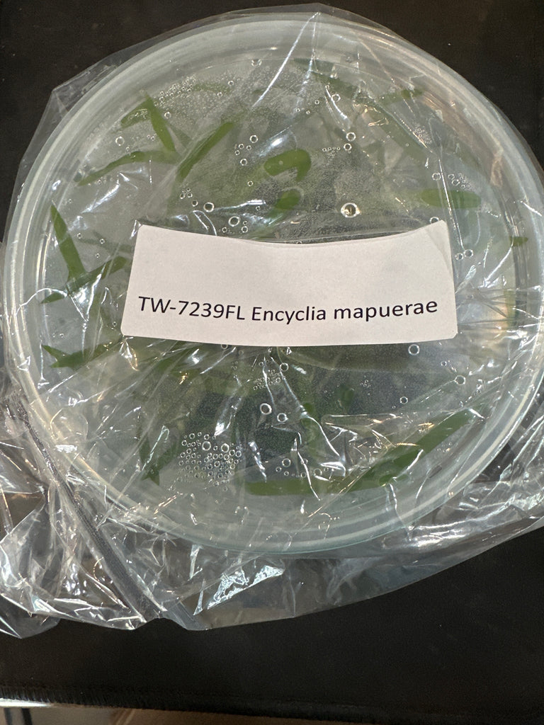 FLASK Encyclia mapuerae