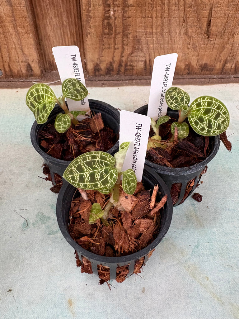 JEWEL ORCHID:  Macodes petola